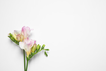Beautiful blooming pink freesias on white background, top view. Space for text