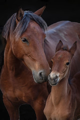 two horses on a farm, mother and girl