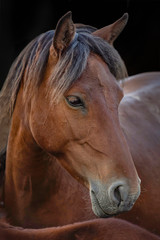 Fototapeta na wymiar portrait of a brown horse
