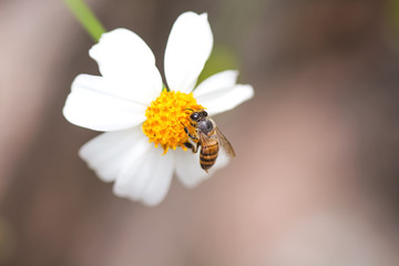 Bee drinking nectar on white flower in garden top view background