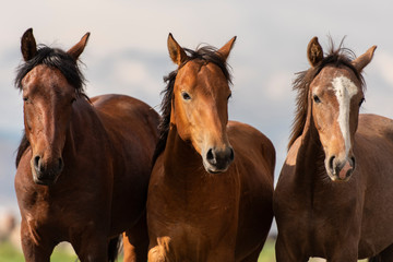 Fototapeta na wymiar horses in the field, and family