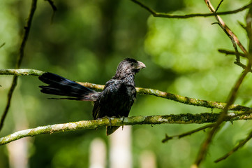 Groove-billed Ani (Crotophaga sulcirostris) in Nicaragua