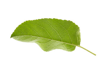 Green leaf of apple tree isolated on white