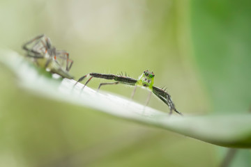 Spider on Leaf
