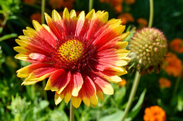 colorful gaillardia growing in the garden