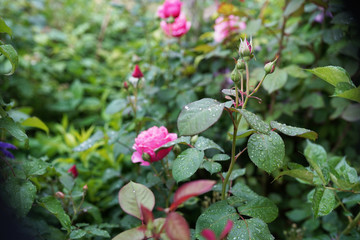 Obraz premium Pink roses in the garden of flowers. Rain drops on pink rose petal. Nature