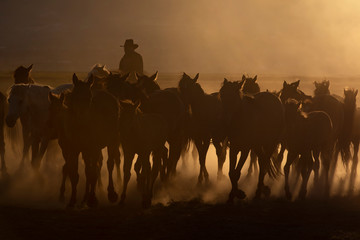 people at the concert, wild horses and dust