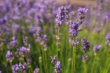 Beautiful blooming lavender field on summer day, closeup