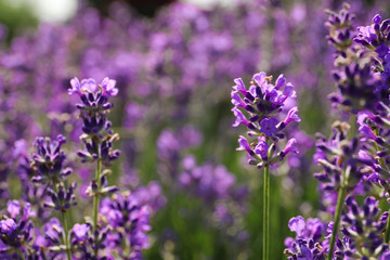 Beautiful blooming lavender field on summer day, closeup