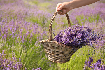 Fototapeta premium Young woman holding wicker basket with lavender flowers in field, closeup