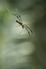 spider on a web