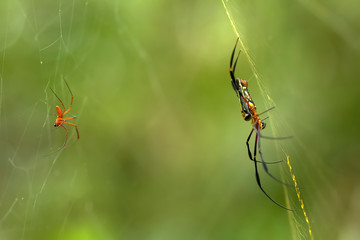 spider on web