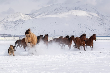 Plakat horses on the snow