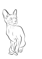 an illustration of a cat