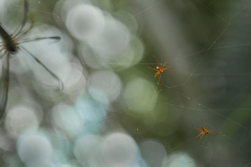 spider on a web