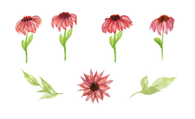 Set of Gerbera daisy: orange, red, yellow flowers and green leaves on white background, digital draw, botanical. Hand Drawn watercolor illustration.Isolated on a white background.