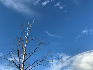 dry empty tree at the blue sky background