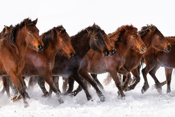 horses in winter, run 
