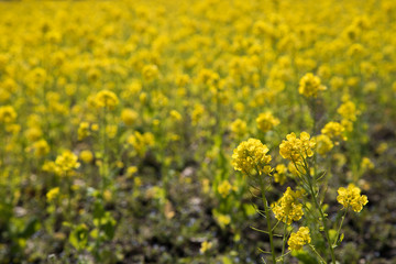 たくさんの菜の花　春　花畑
