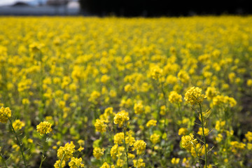 たくさんの菜の花　春　花畑