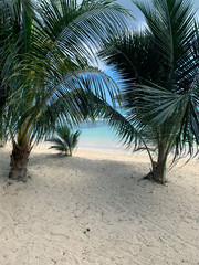 Fototapeta na wymiar Palm trees on the beach