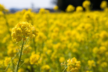 たくさんの菜の花　春　花畑