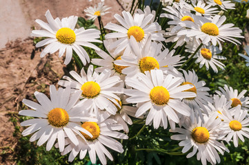 Ox-eye Daisy (Leucanthemum vulgare) in garden