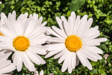 Fototapeta premium Ox-eye Daisy (Leucanthemum vulgare) in garden