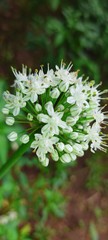 Fototapeta premium white flowers in the garden