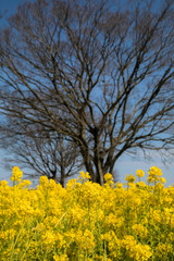 Fototapeta premium たくさんの菜の花 春 花畑