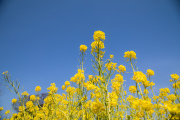 Obraz premium たくさんの菜の花 春 花畑