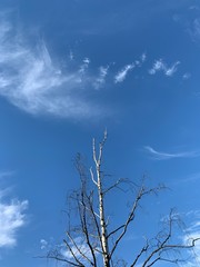 dry empty tree at the blue sky background