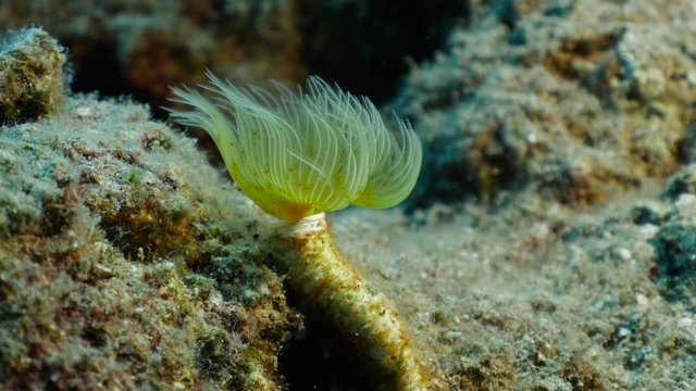 tubeworm scenery underwater open wings and collecting particles in water fan worm behaviour ocean scenery