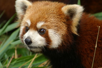 Roter Panda Portrait Kleiner Panda 