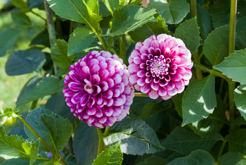 The dahlia (name, Jim Dandy) in the dahlia garden Baden Baden near the Lichtentaler alley. Baden Baden, Baden Württemberg, Germany