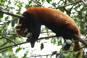 Obraz premium Roter Panda Portrait Kleiner Panda 