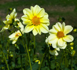 The dahlia (name, Luna) in the dahlia garden Baden Baden near the lichtentaler alley. Baden Baden, Baden Württemberg, Germany