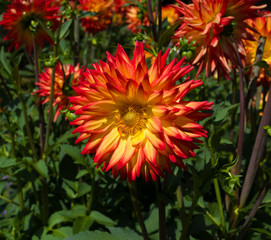 The dahlia (name, Hapet Vulcano) in the dahlia garden Baden Baden near the lichtentaler alley. Baden Baden, Baden Württemberg, Germany