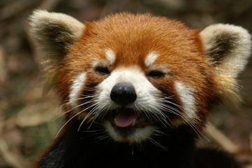 Roter Panda Portrait Kleiner Panda 