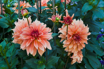 The dahlia (name, Babylon Brons) in the dahlia garden Baden Baden near the lichtentaler alley. Baden Baden, Baden Württemberg, Germany