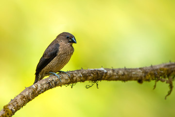 A beautiful Indian bird perched 