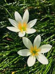 white frangipani flower