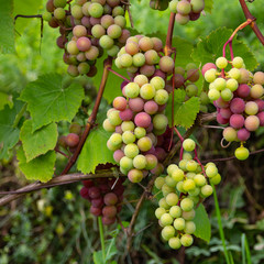 The bunches of grapes ripen in the vineyard. Grapes grown for wine.