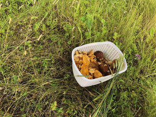 basket of mushrooms