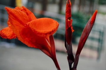 red poppy flower