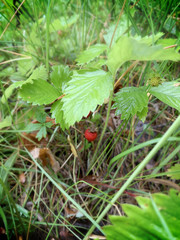 wild strawberry on a bush