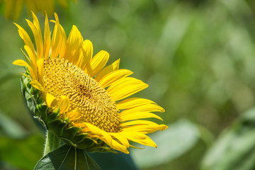 Sunflowers fields