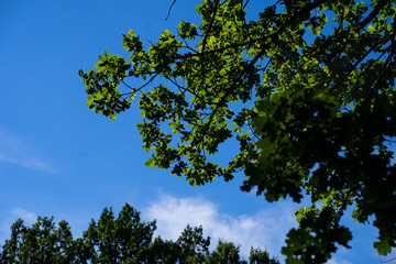 green leaves against the blue sky. oak leaves. sunny day forest. atmospheric nature background