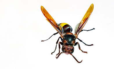 Asian hornet on white background. Isolated.