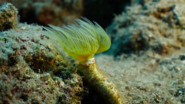 tubeworm scenery underwater open wings and collecting particles in water fan worm behaviour ocean scenery